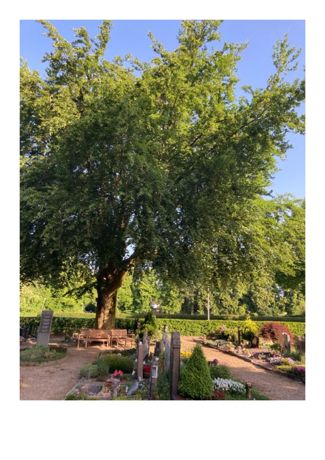 Steht Kleves schönster Baum auf dem Friedhof Materborn?